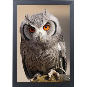 إطار صورة أسود مقاس 10 × 15 للطباعة مقاس 10 × 15 بوصة، وإطار ملصق خشبي مقاس 10 × 15 بما في ذلك أدوات التعليق (F22B1015) in Kuwait