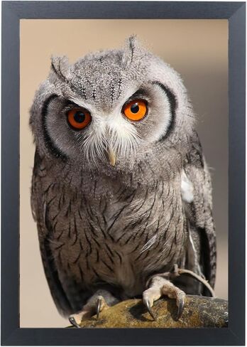 إطار صورة أسود مقاس 10 × 15 للطباعة مقاس 10 × 15 بوصة، وإطار ملصق خشبي مقاس 10 × 15 بما في ذلك أدوات التعليق (F22B1015) in Kuwait