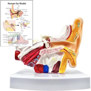 Boutvar 5 Times Enlarged Human Ear Anatomy Model, PVC Plastic Anatomical Ear Model for Education, Human Ear Anatomy Displaying Outer, Middle, Inner Ear with Base, 3pcs (2 Removable)