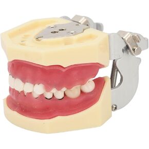 Realistic Dental Model for Teaching and Studying with Bifurcated Root, Periodontal Disease Teeth Resin Model