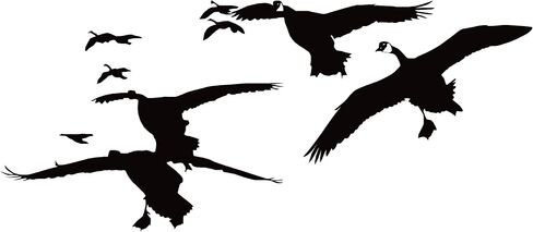 ملصق لصيد الأوز قطيع من الأوز ملصق لصيد الأوز على مدار الساعة لصيد الأوز 7076 من Waterfowldecals (متوسط، أبيض) in Kuwait