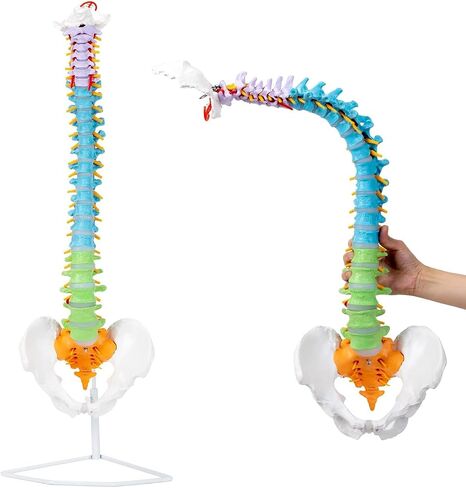 Life Size Colored Spine Anatomy Model, 34" Flexible Colored Anatomical Human Spine Model with Vertebrae, Nerves, Arteries, Lumbar and Pelvis, Medical Spine Model with Brackets and Instructions in Saudi Arabia