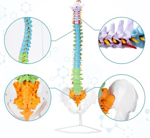 Life Size Colored Spine Anatomy Model, 34" Flexible Colored Anatomical Human Spine Model with Vertebrae, Nerves, Arteries, Lumbar and Pelvis, Medical Spine Model with Brackets and Instructions in Saudi Arabia