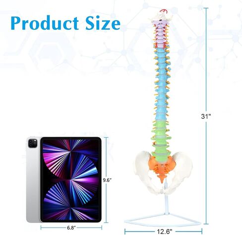 Life Size Colored Spine Anatomy Model, 34" Flexible Colored Anatomical Human Spine Model with Vertebrae, Nerves, Arteries, Lumbar and Pelvis, Medical Spine Model with Brackets and Instructions in Saudi Arabia