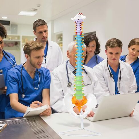 Life Size Colored Spine Anatomy Model, 34" Flexible Colored Anatomical Human Spine Model with Vertebrae, Nerves, Arteries, Lumbar and Pelvis, Medical Spine Model with Brackets and Instructions in Saudi Arabia