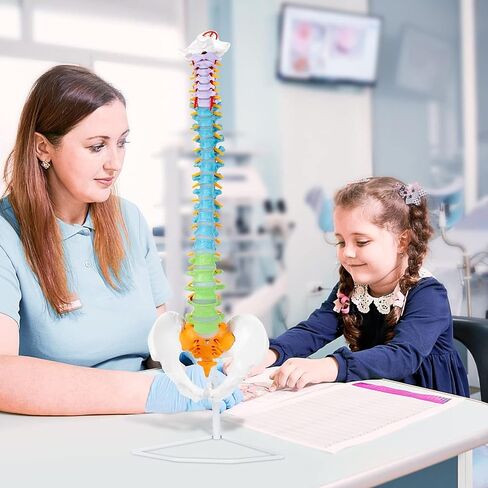 Life Size Colored Spine Anatomy Model, 34" Flexible Colored Anatomical Human Spine Model with Vertebrae, Nerves, Arteries, Lumbar and Pelvis, Medical Spine Model with Brackets and Instructions in Saudi Arabia