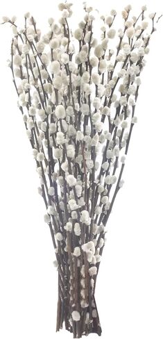 40 ينبع 17.5 بوصة فروع الصفصاف المجففة الحقيقية للمزهرية صفصاف الهرة البيضاء صفصاف الثلج الزهور المجففة صفصاف الهرة لديكورات المنزل، الزفاف، ساحة الموقد in Kuwait
