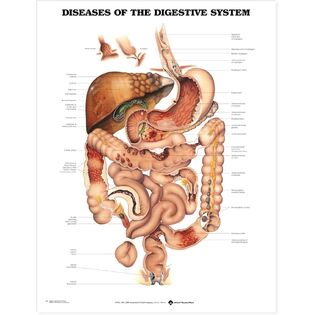 Anatomy Stuff كتالوج المنتج