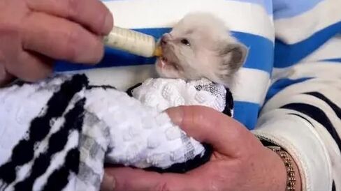 20 قطعة 10 مل حقنة بلاستيكية مع قياس للاستخدام الصناعي فقط مناسبة للقياس ونقل الري وإعادة التعبئة in Kuwait