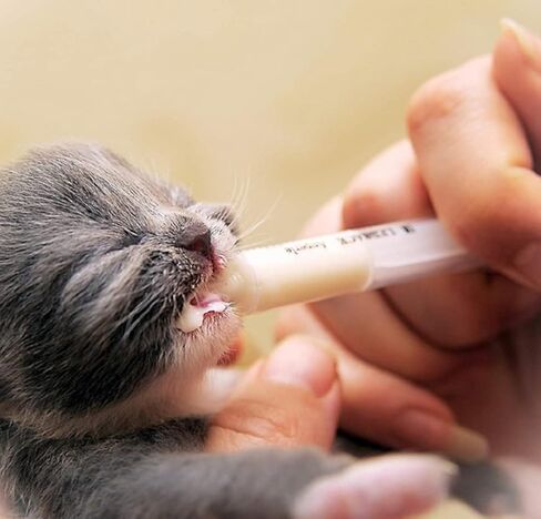 20 قطعة 10 مل حقنة بلاستيكية مع قياس للاستخدام الصناعي فقط مناسبة للقياس ونقل الري وإعادة التعبئة in Kuwait