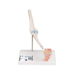 3B Scientific A87/1 Mini Elbow Joint w/cross sec of bone on base - 3B Smart Anatomy