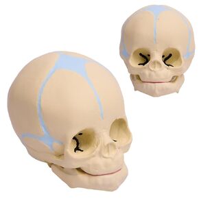 Skull Model, Baby Skull Model, Life-Size Fetal Skull, Medical Teaching and Learning Anatomy Baby Skull Model, Children Learning Education Display Tools