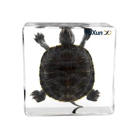 Real Turtle Specimen Paperweight Brazil Turtle Tortoise Animal Specimen Science Classroom Specimen foe Science Education