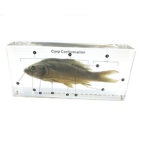 Fish Carp Conformation Specimen in Acrylic Block Paperweights Science Classroom Specimens for Science Education