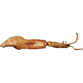 Preserved Squid Specimen for Dissection for Biology Classes, Plain Injected 8-11 Inches, Vacuum Packed of 1