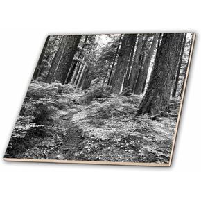 3dRose ct_147750_1 Rainforest, Olympic National Park, Washington, USA US48 AJE0046 Adam Jones Ceramic Tile, 4"