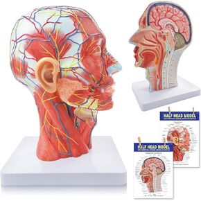 NEW HORIZON Life Size Anatomical Head Model Skull,Human Half Head Superficial Neurovascular Model with Musculature, and Brain for Medical Teaching Learning, Kids Learning Education Display Tool