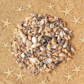 800 PCS Tiny Sea Shells Small Natural Starfish Mixed Ocean Beach Small Shells Bulk for Home Decorations, Beach Theme Party, Candle Making, Wedding Decor, DIY Crafts, Fish Tank