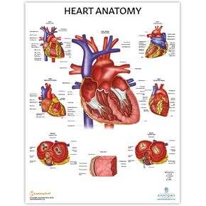 Anatomy Lab Human Heart Anatomy Poster, LAMINATED, Anatomy and Physiology Poster, 17.3 x 22.5 Inches, Heart Anatomy Poster, Anatomy Posters for Walls Laminated, Organ Anatomy