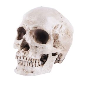 Life Size Replica Realistic Human Skull Head Bone Model, Anatomy White Resin Skull High Precision Teaching Tool Halloween Decor