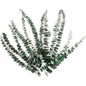 12pcs Dried Eucalyptus for Shower Hanging 17'' Real Preserved Eucalyptus Stems Green Home Decor Bathroom Shower Decor, Wedding, DIY