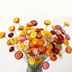 24 Pcs Natural Dried Straw Flowers Daisy, Orange Dried Flowers Arrangements for Vase, Home Office Wedding Table Centerpiece Farmhouse DIY Decor