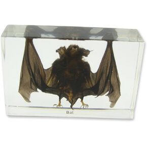 REALBUG Bat Specimen Large