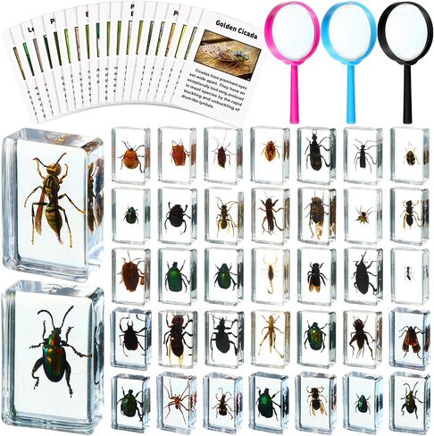 36 Pcs Insect in Resin Specimen Bugs Discovery Kit Collection Paperweight Bug with Information Flash Cards Preserved in Resin with 3 Magnifier for Scientific Educational Display Supplies in Saudi Arabia