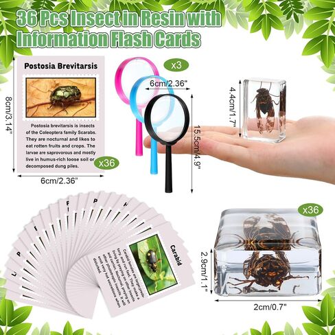36 Pcs Insect in Resin Specimen Bugs Discovery Kit Collection Paperweight Bug with Information Flash Cards Preserved in Resin with 3 Magnifier for Scientific Educational Display Supplies in Saudi Arabia