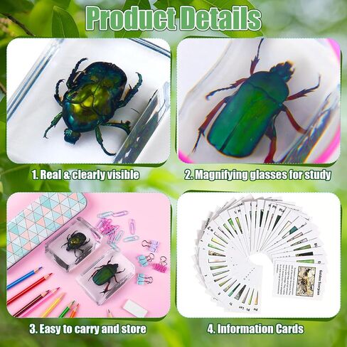 36 Pcs Insect in Resin Specimen Bugs Discovery Kit Collection Paperweight Bug with Information Flash Cards Preserved in Resin with 3 Magnifier for Scientific Educational Display Supplies in Saudi Arabia