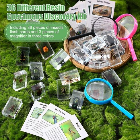 36 Pcs Insect in Resin Specimen Bugs Discovery Kit Collection Paperweight Bug with Information Flash Cards Preserved in Resin with 3 Magnifier for Scientific Educational Display Supplies in Saudi Arabia