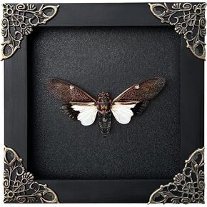 Real Framed Cicada Paratalainga Distanti Black Frame Insect Dried Beetle Bug Shadow Box Taxidermy Specimen Display Oddity Curiousity Tabletop Wall Hanging Tabletop Bookshelf Moody Home Decor K12-77-DE in Saudi Arabia