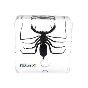 Real Animal Insect Whip Scorpion Specimen Paperweight Typopeltis niger Taxidermy Science Classroom Specimen for Science Education