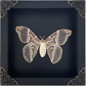 Real Moth Atlas Butterfly Wooden Framed Dead Insect Dried Bug Beetle Shadow Box Black Taxidermy Specimen Display Oddity Tabletop Standable Wall Hanging Home Decor K16-42-DE in Saudi Arabia