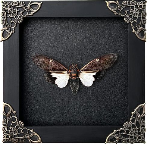 Real Framed Cicada Paratalainga Distanti Black Frame Insect Dried Beetle Bug Shadow Box Taxidermy Specimen Display Oddity Curiousity Tabletop Wall Hanging Tabletop Bookshelf Moody Home Decor K12-77-DE in Saudi Arabia