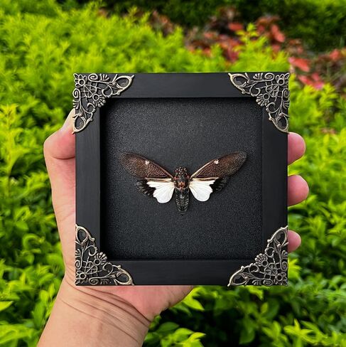 Real Framed Cicada Paratalainga Distanti Black Frame Insect Dried Beetle Bug Shadow Box Taxidermy Specimen Display Oddity Curiousity Tabletop Wall Hanging Tabletop Bookshelf Moody Home Decor K12-77-DE in Saudi Arabia