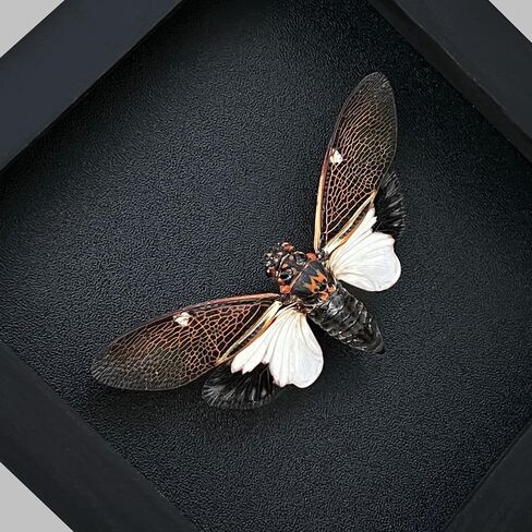 Real Framed Cicada Paratalainga Distanti Black Frame Insect Dried Beetle Bug Shadow Box Taxidermy Specimen Display Oddity Curiousity Tabletop Wall Hanging Tabletop Bookshelf Moody Home Decor K12-77-DE in Saudi Arabia