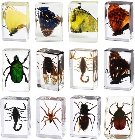 Resin Specimen Bugs Collection Paperweights Animal Specimen for Scientific Educational Insect in Saudi Arabia