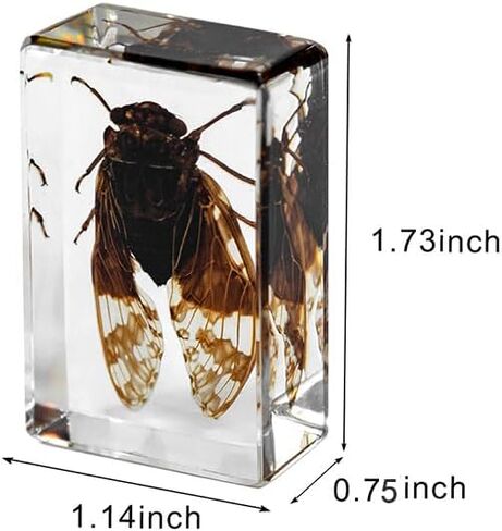 Resin Specimen Bugs Collection Paperweights Animal Specimen for Scientific Educational Insect in Saudi Arabia