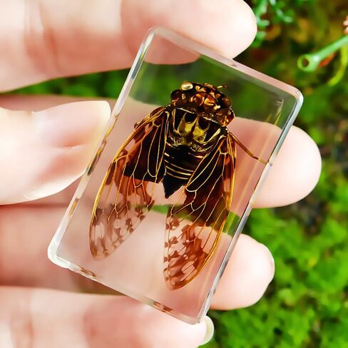Resin Specimen Bugs Collection Paperweights Animal Specimen for Scientific Educational Insect in Saudi Arabia