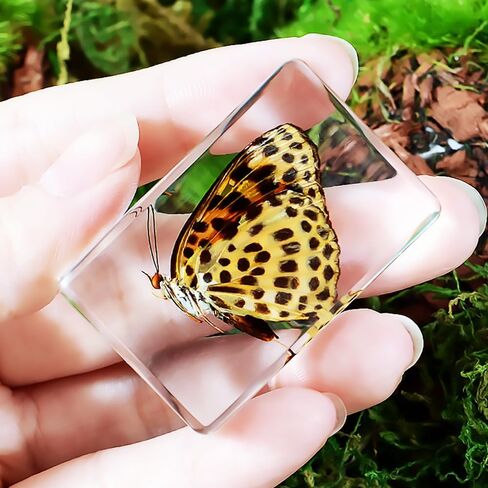 Resin Specimen Bugs Collection Paperweights Animal Specimen for Scientific Educational Insect in Saudi Arabia