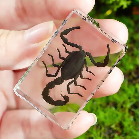 Resin Specimen Bugs Collection Paperweights Animal Specimen for Scientific Educational Insect in Saudi Arabia