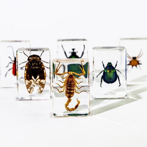 Resin Specimen Bugs Collection Paperweights Animal Specimen for Scientific Educational Insect in Saudi Arabia