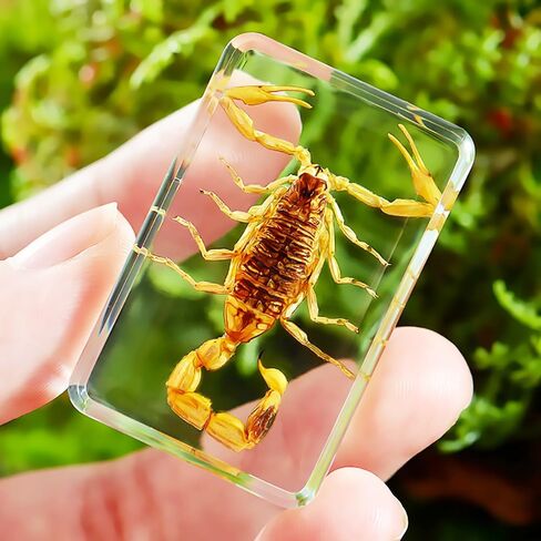 Resin Specimen Bugs Collection Paperweights Animal Specimen for Scientific Educational Insect in Saudi Arabia
