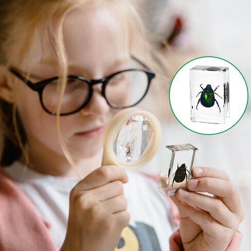Resin Specimen Bugs Collection Paperweights Animal Specimen for Scientific Educational Insect in Saudi Arabia