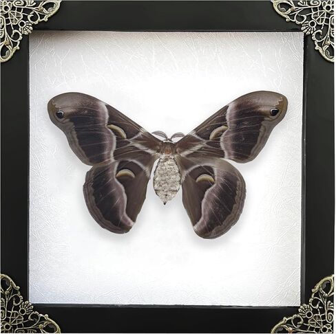 Real Moth Atlas Butterfly Wooden Framed Dead Insect Dried Bug Beetle Shadow Box Black Taxidermy Specimen Display Oddity Tabletop Standable Wall Hanging Home Decor K16-42-TR in Saudi Arabia