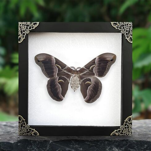 Real Moth Atlas Butterfly Wooden Framed Dead Insect Dried Bug Beetle Shadow Box Black Taxidermy Specimen Display Oddity Tabletop Standable Wall Hanging Home Decor K16-42-TR in Saudi Arabia