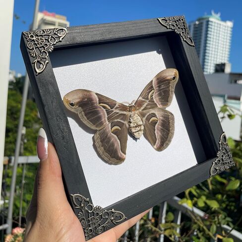 Real Moth Atlas Butterfly Wooden Framed Dead Insect Dried Bug Beetle Shadow Box Black Taxidermy Specimen Display Oddity Tabletop Standable Wall Hanging Home Decor K16-42-TR in Saudi Arabia