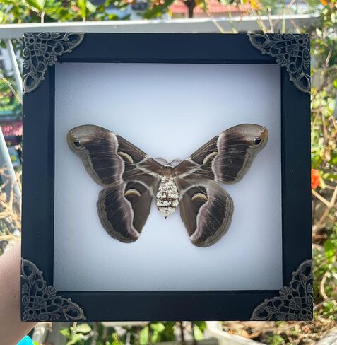 Real Moth Atlas Butterfly Wooden Framed Dead Insect Dried Bug Beetle Shadow Box Black Taxidermy Specimen Display Oddity Tabletop Standable Wall Hanging Home Decor K16-42-TR in Saudi Arabia