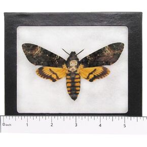 BicBugs Acherontia atropos REAL FRAMED SILENCE OF THE LAMBS DEATH'S HEAD MOTH